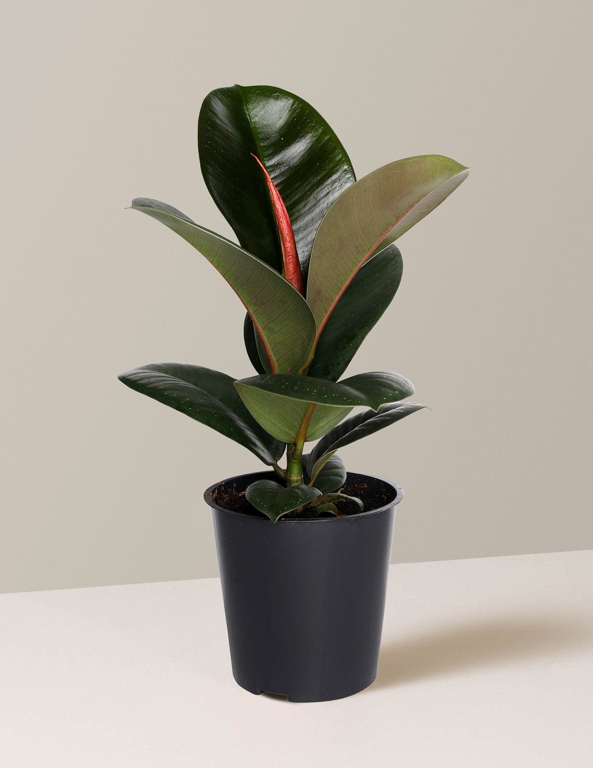 Ficus Chloe