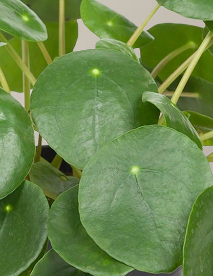 Pilea Peperomioides