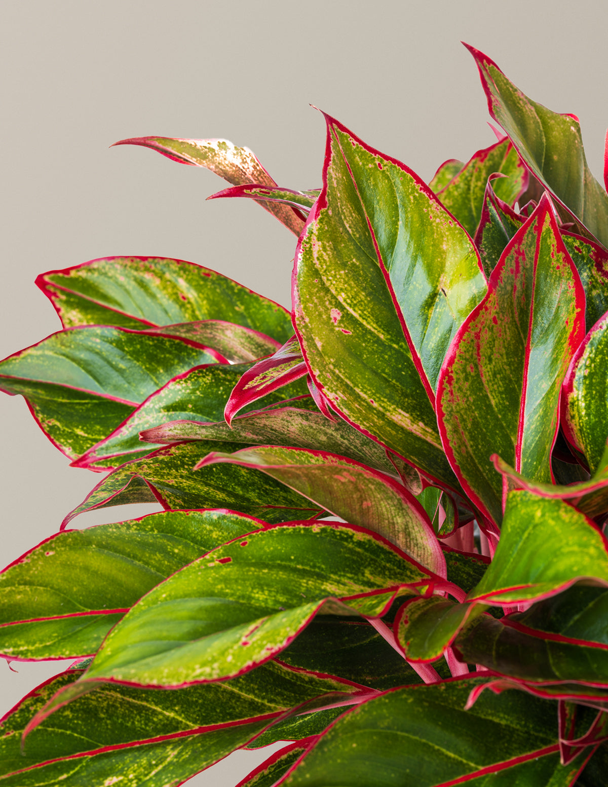 Aglaonema Siam