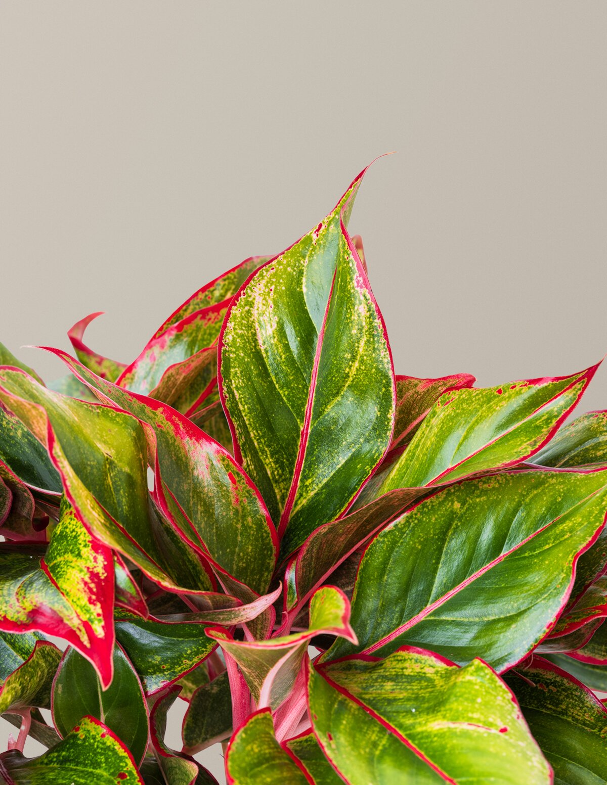 Aglaonema Siam