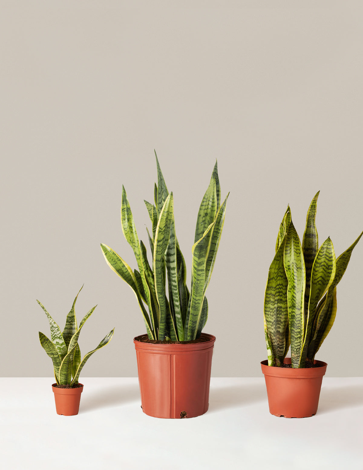 Air Purifying Trio