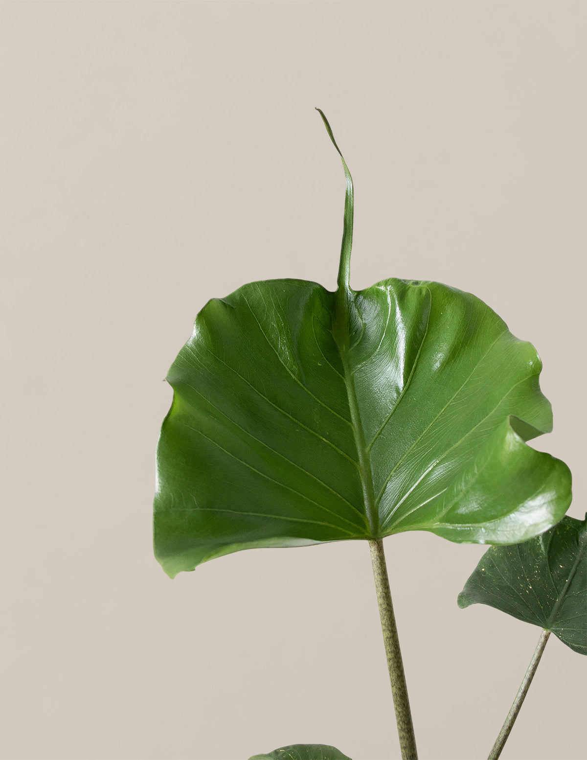 Alocasia 'Stingray'