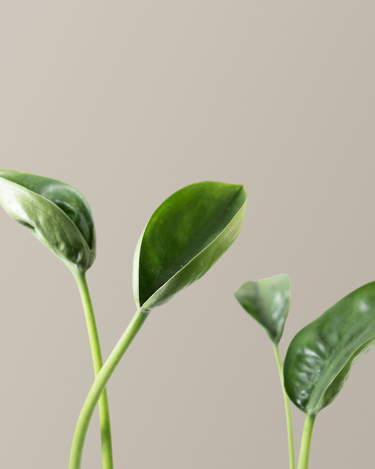 Alocasia 'Tiny Dancer'