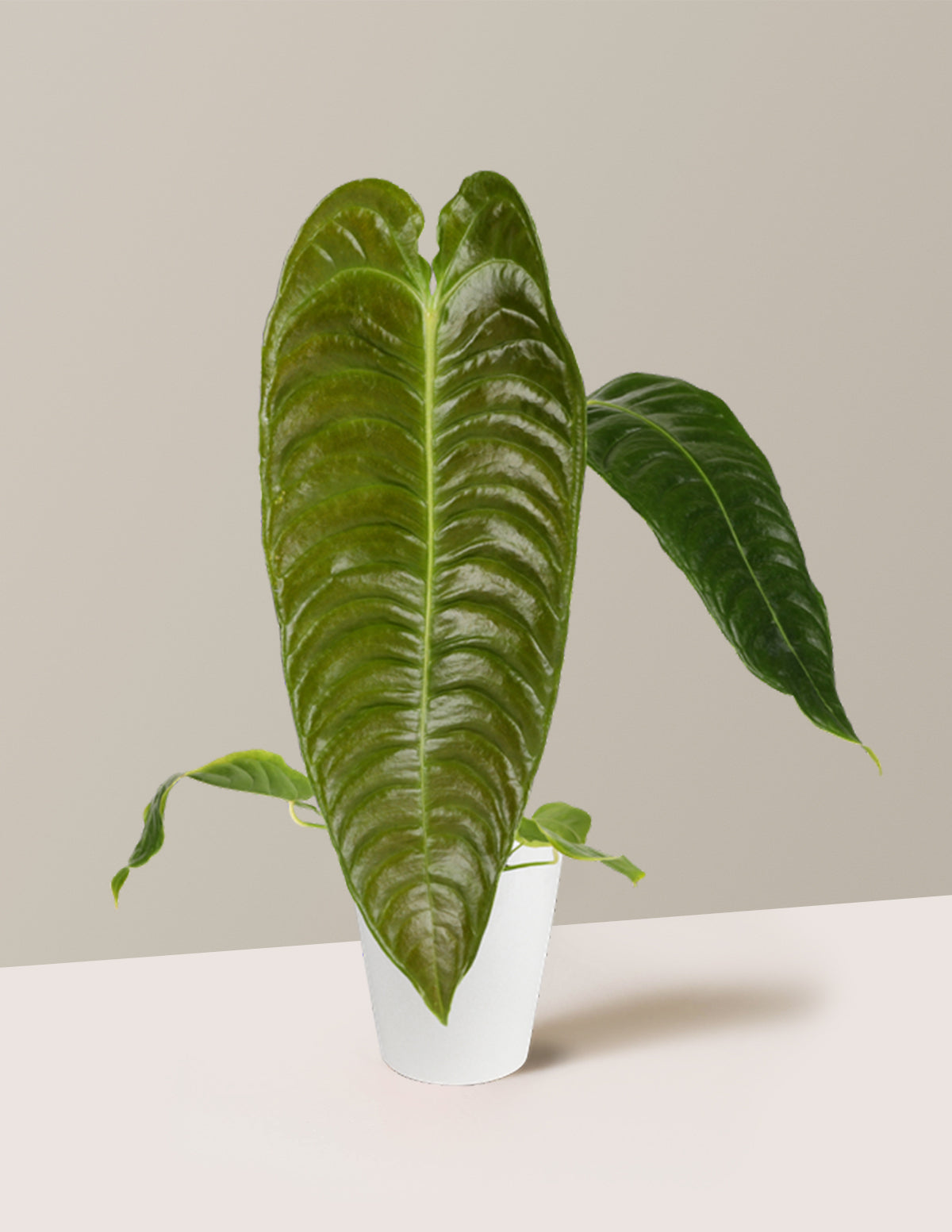 Anthurium Veitchii | Unique Rare Houseplants for Delivery