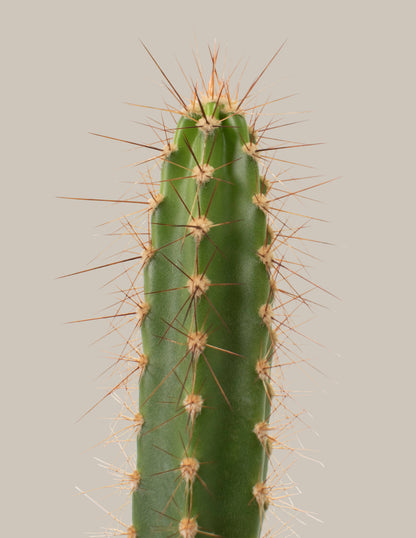 Cacti Assortment with Planters