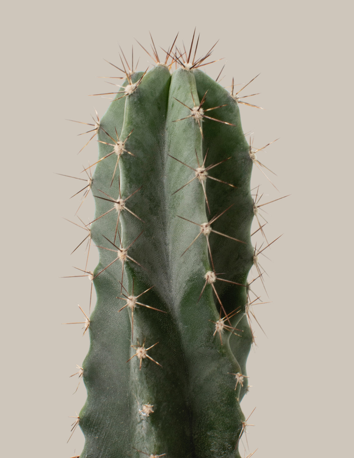 Cacti Assortment with Planters