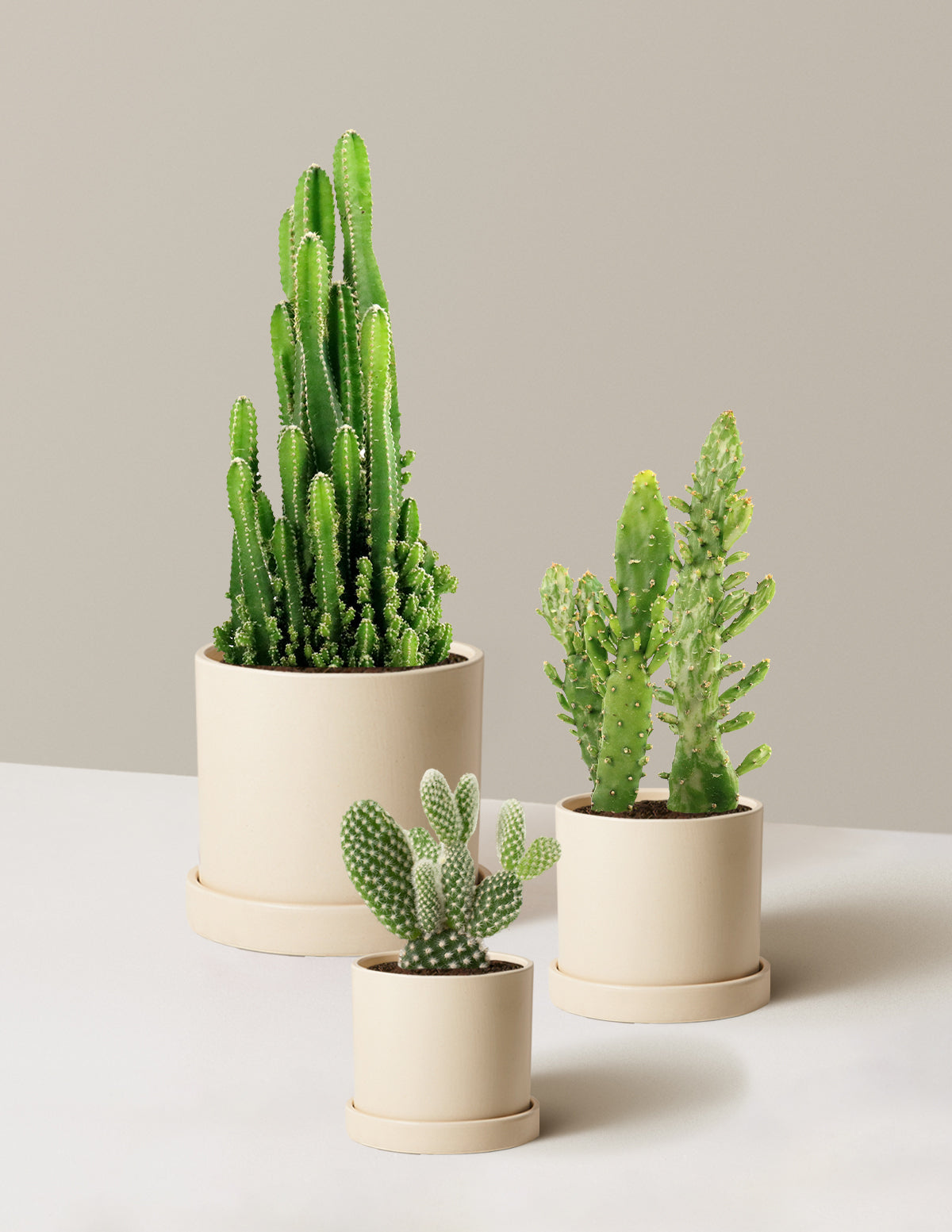 Desert Garden Cacti Trio