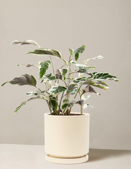 Calathea White Fusion