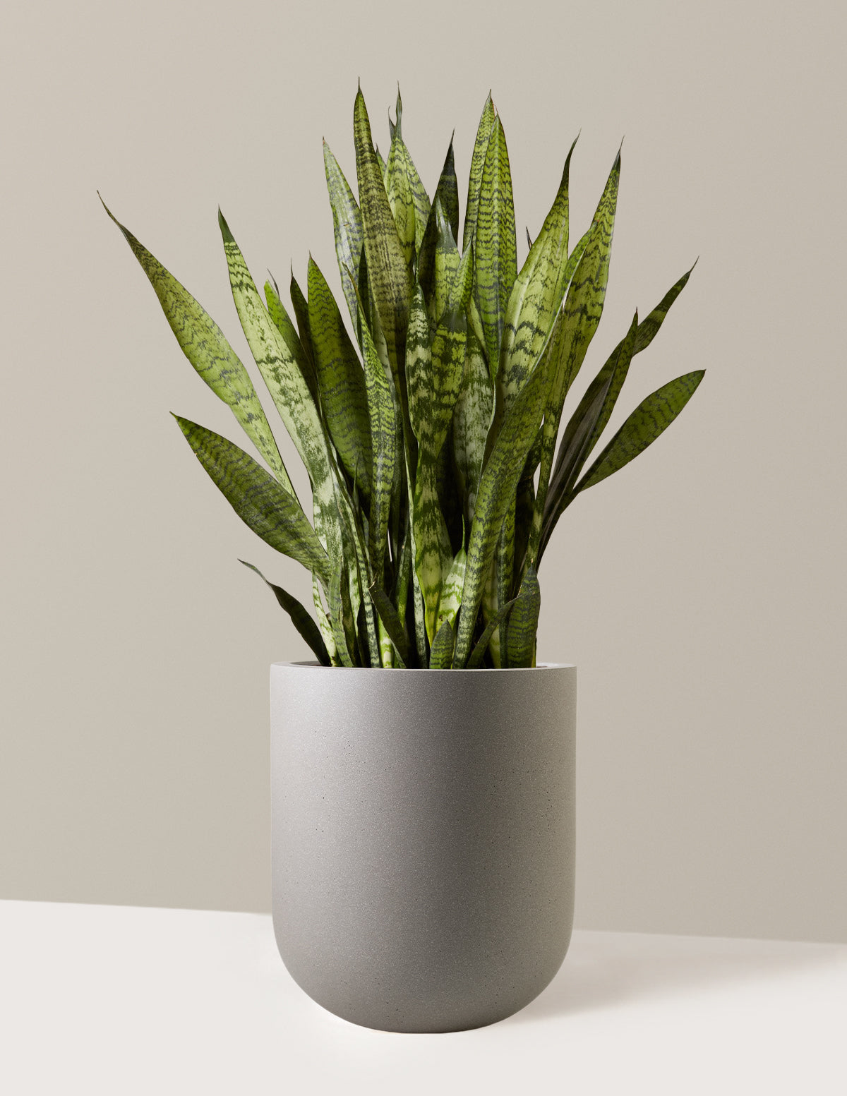 Snake Plant Zeylanica