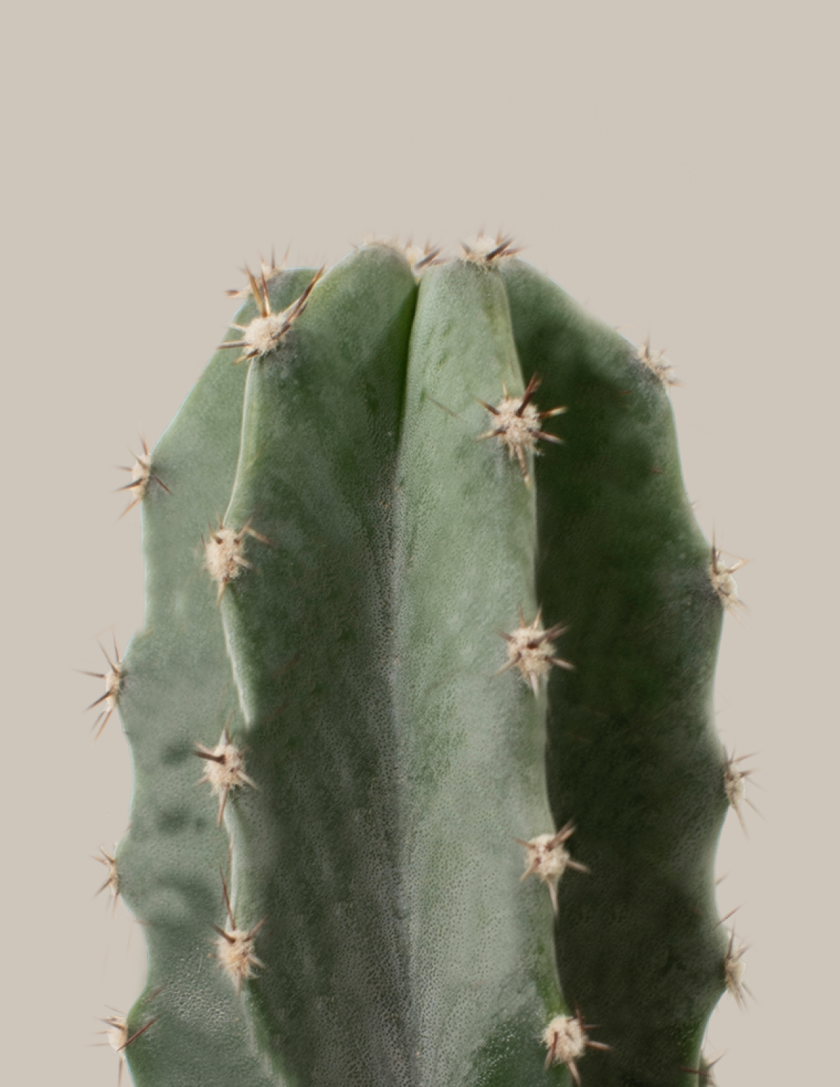 Large Peruvian Apple Cactus