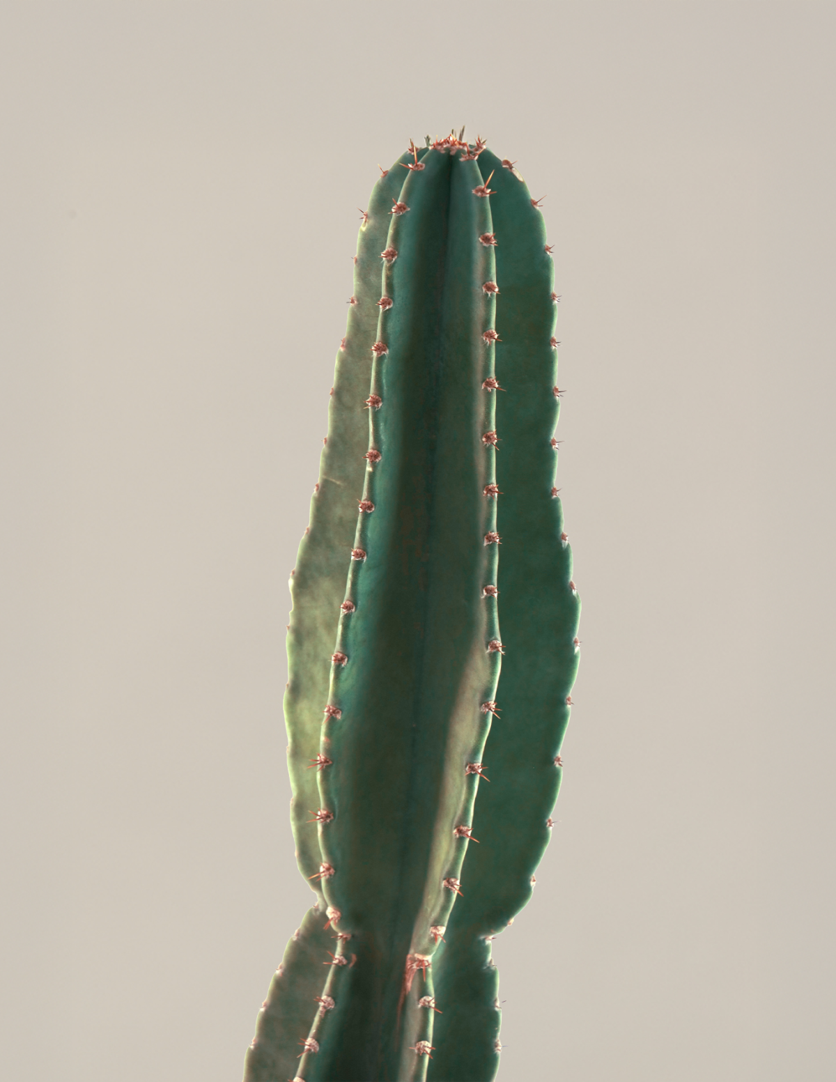 Large Peruvian Apple Cactus