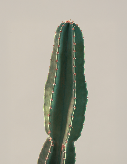 Large Peruvian Apple Cactus