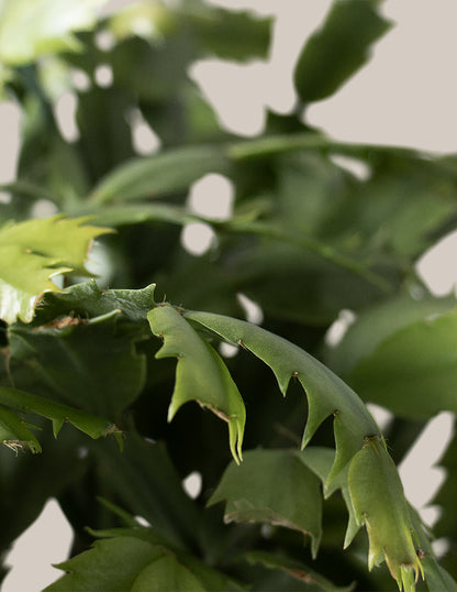 Christmas Cactus Hanging Basket