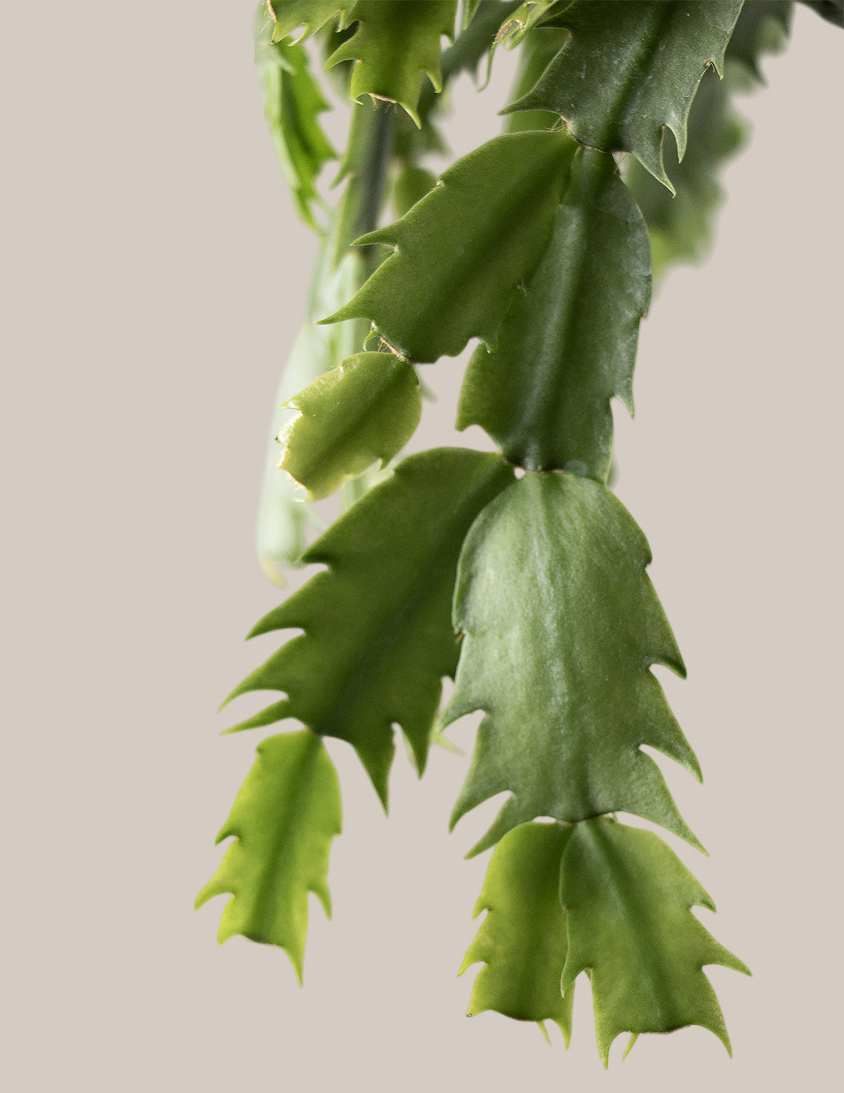 Christmas Cactus Hanging Basket