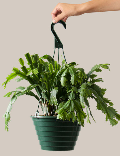 Christmas Cactus Hanging Basket