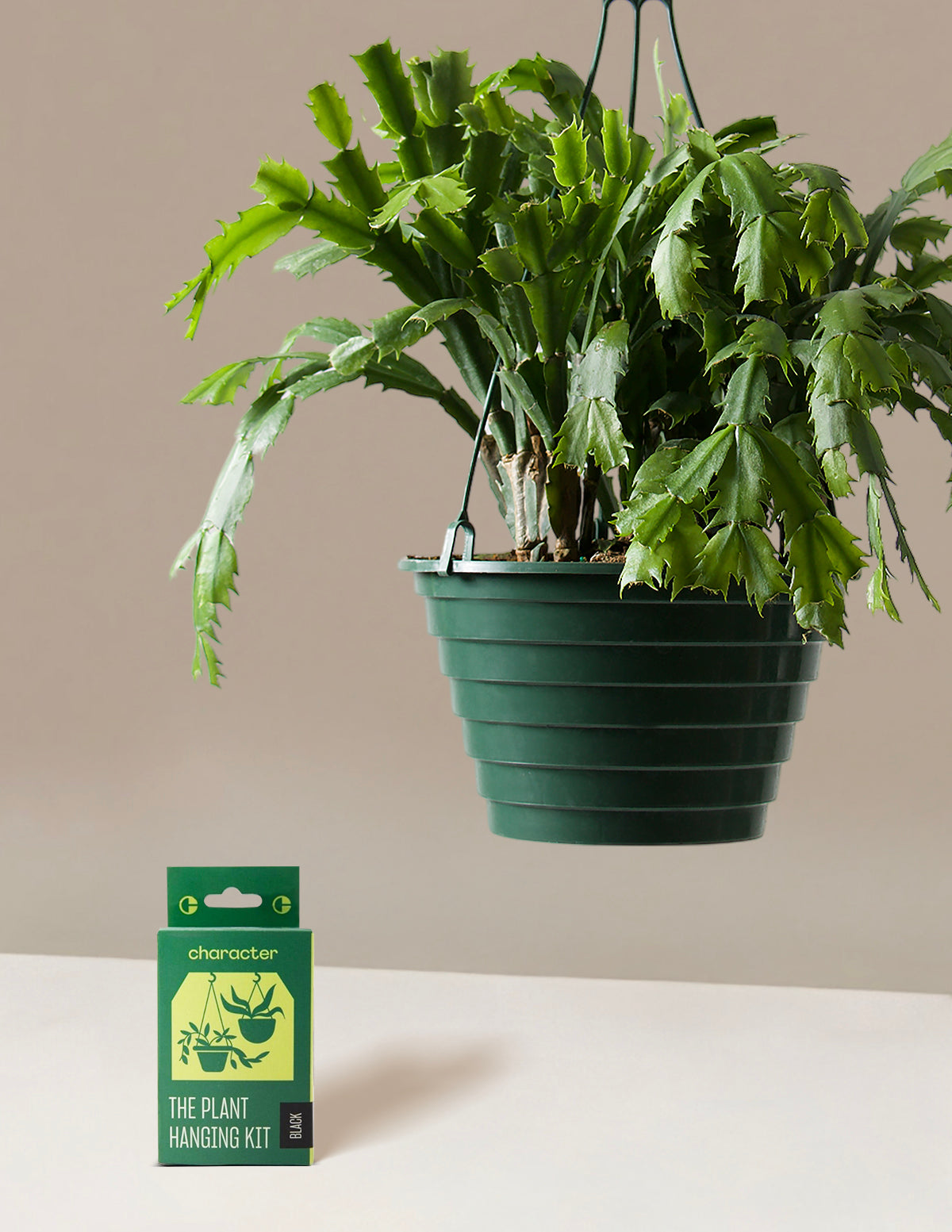 Christmas Cactus Hanging Basket