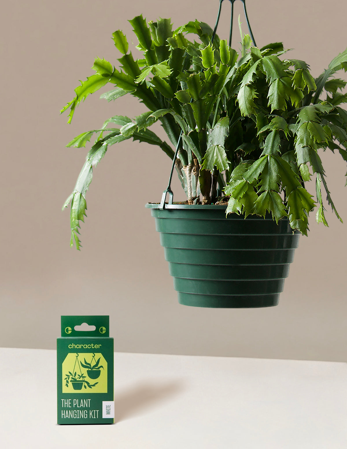 Christmas Cactus Hanging Basket