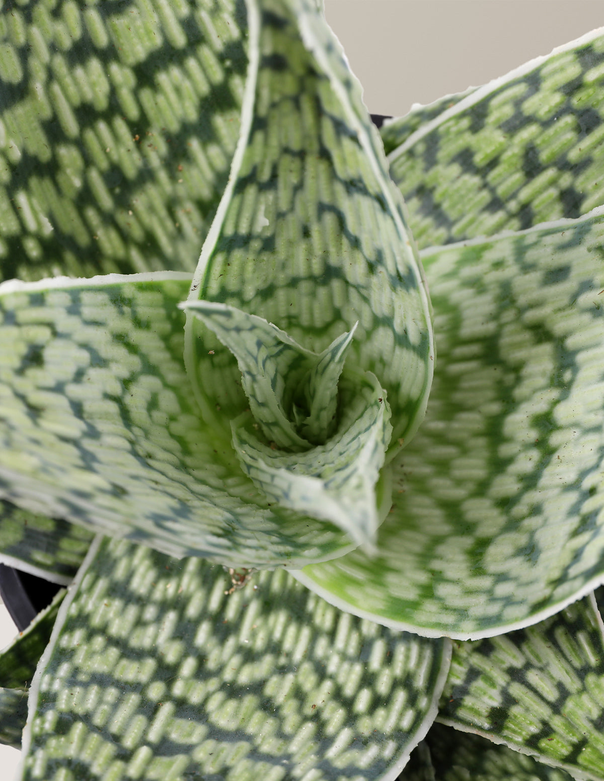 Aloe 'Delta Lights'