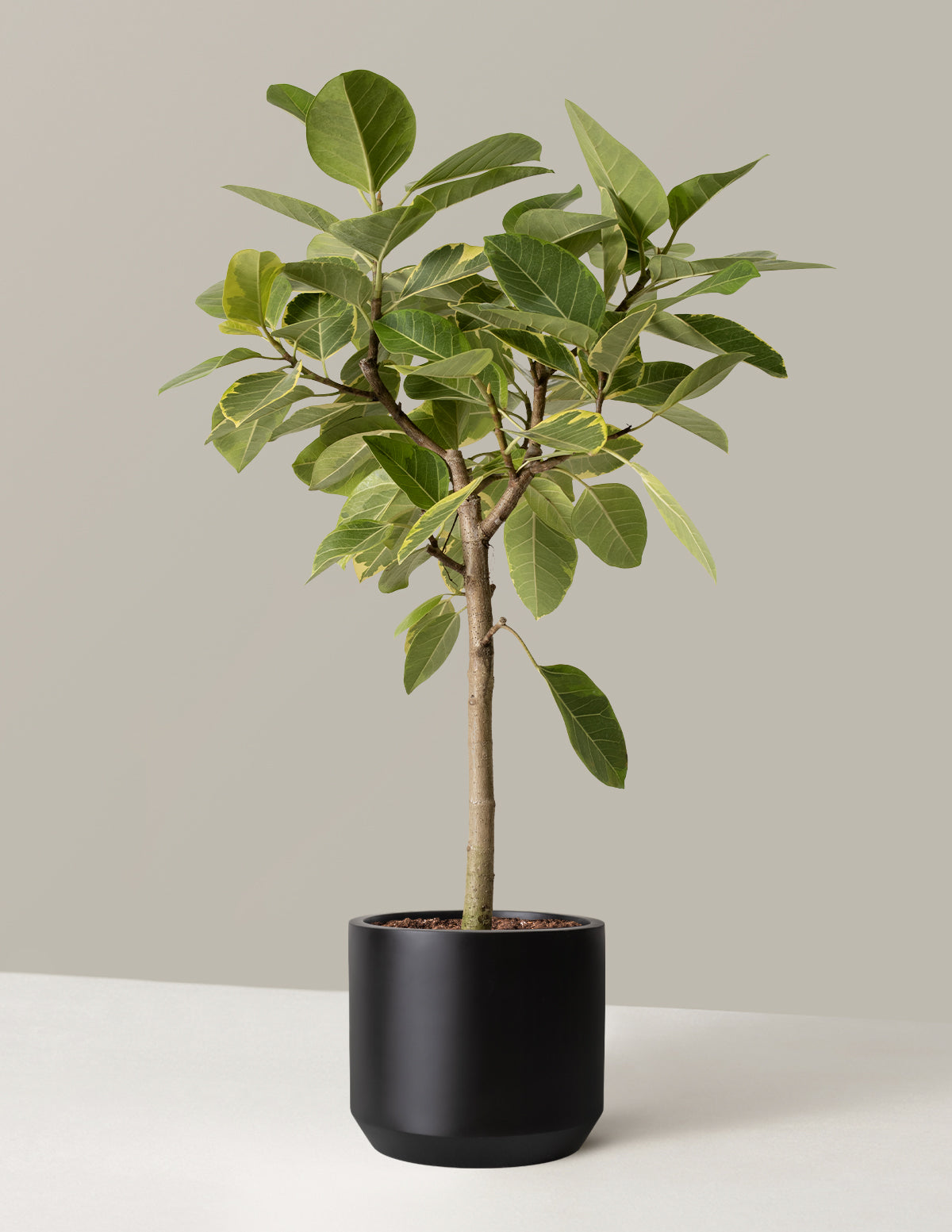 Large Ficus Altissima Tree