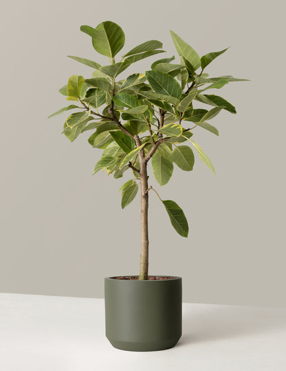 Large Ficus Altissima Tree