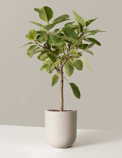 Large Ficus Altissima Tree