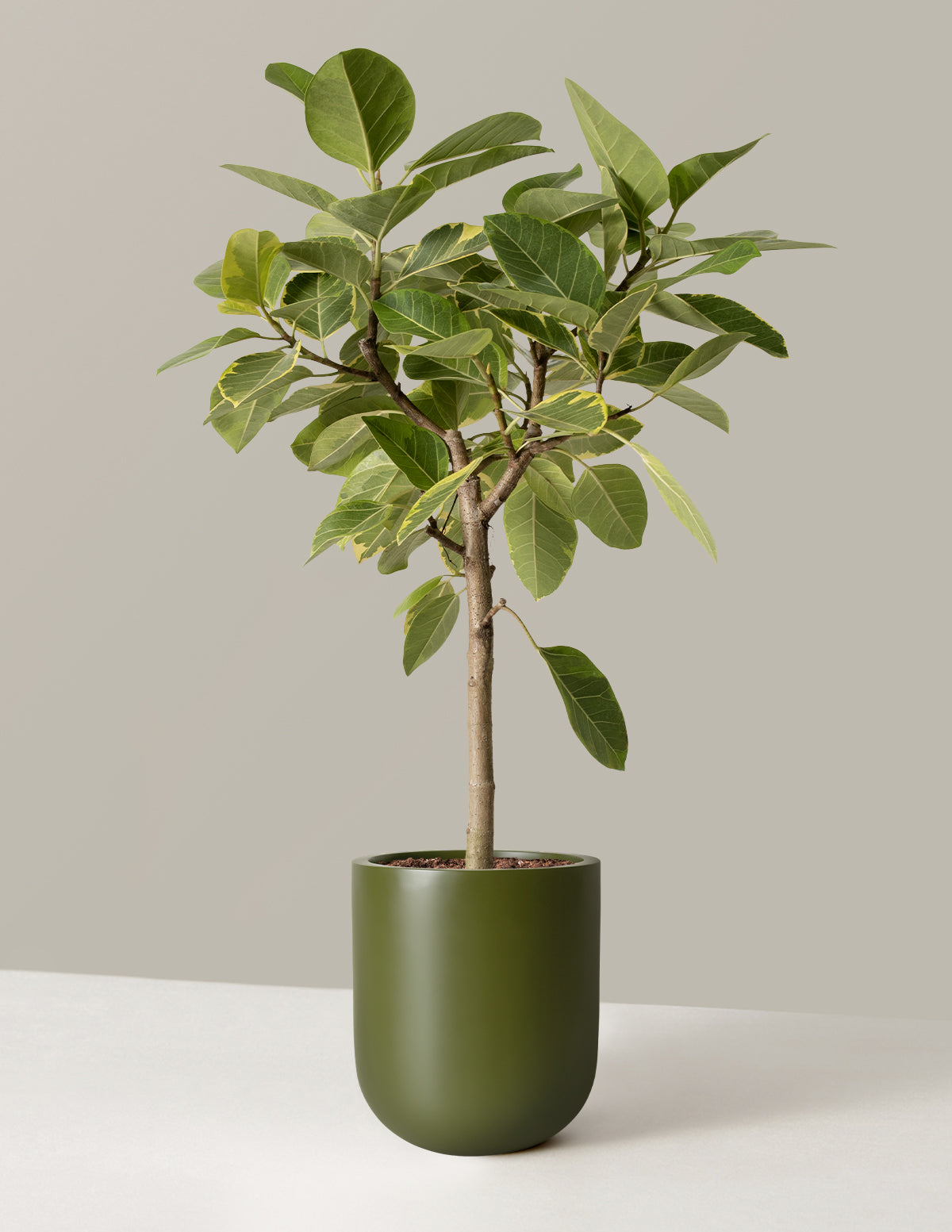 Large Ficus Altissima Tree