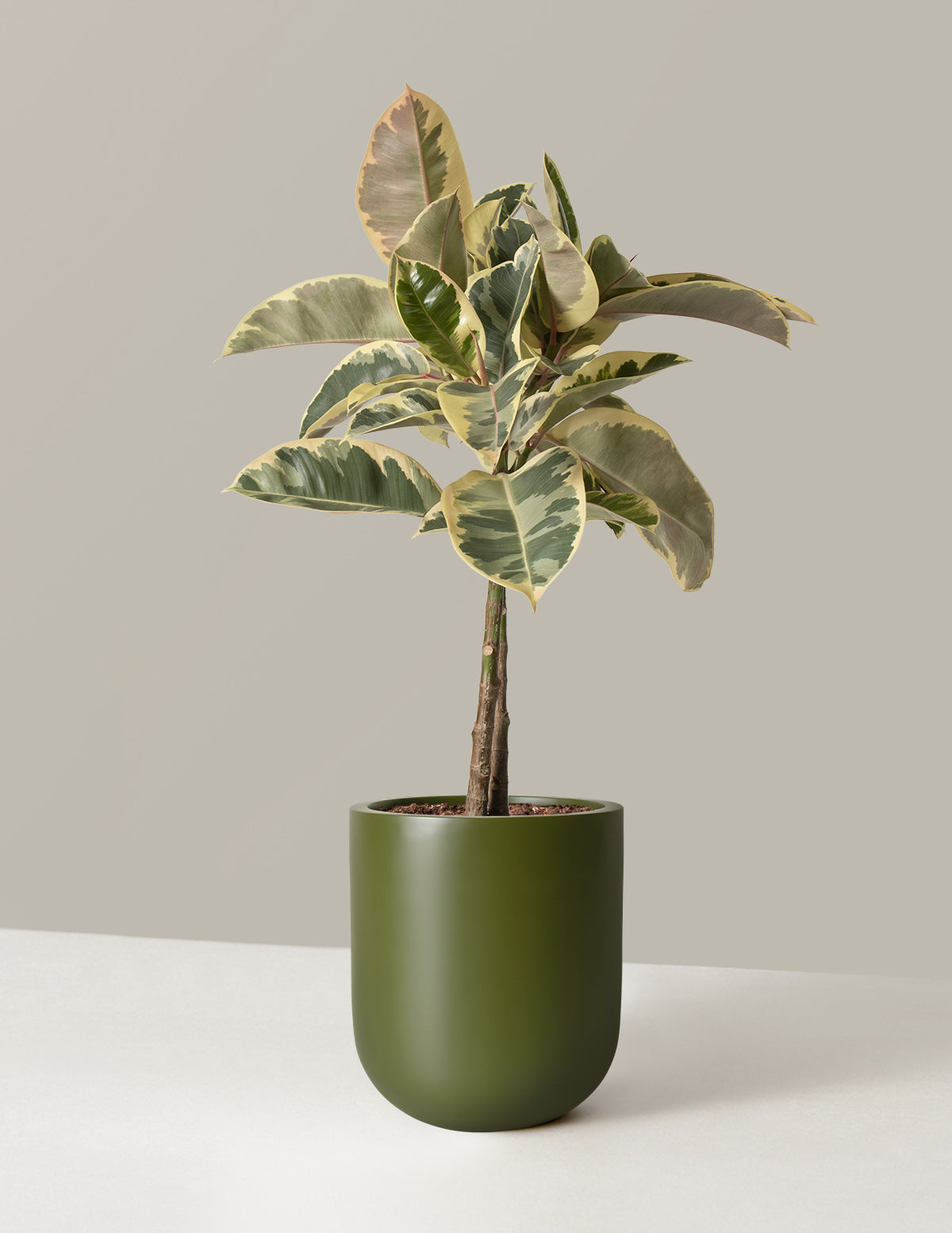 Large Ficus Tineke Tree