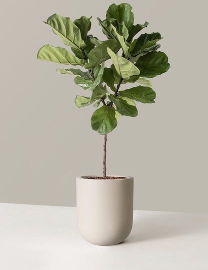 Fiddle Leaf Fig