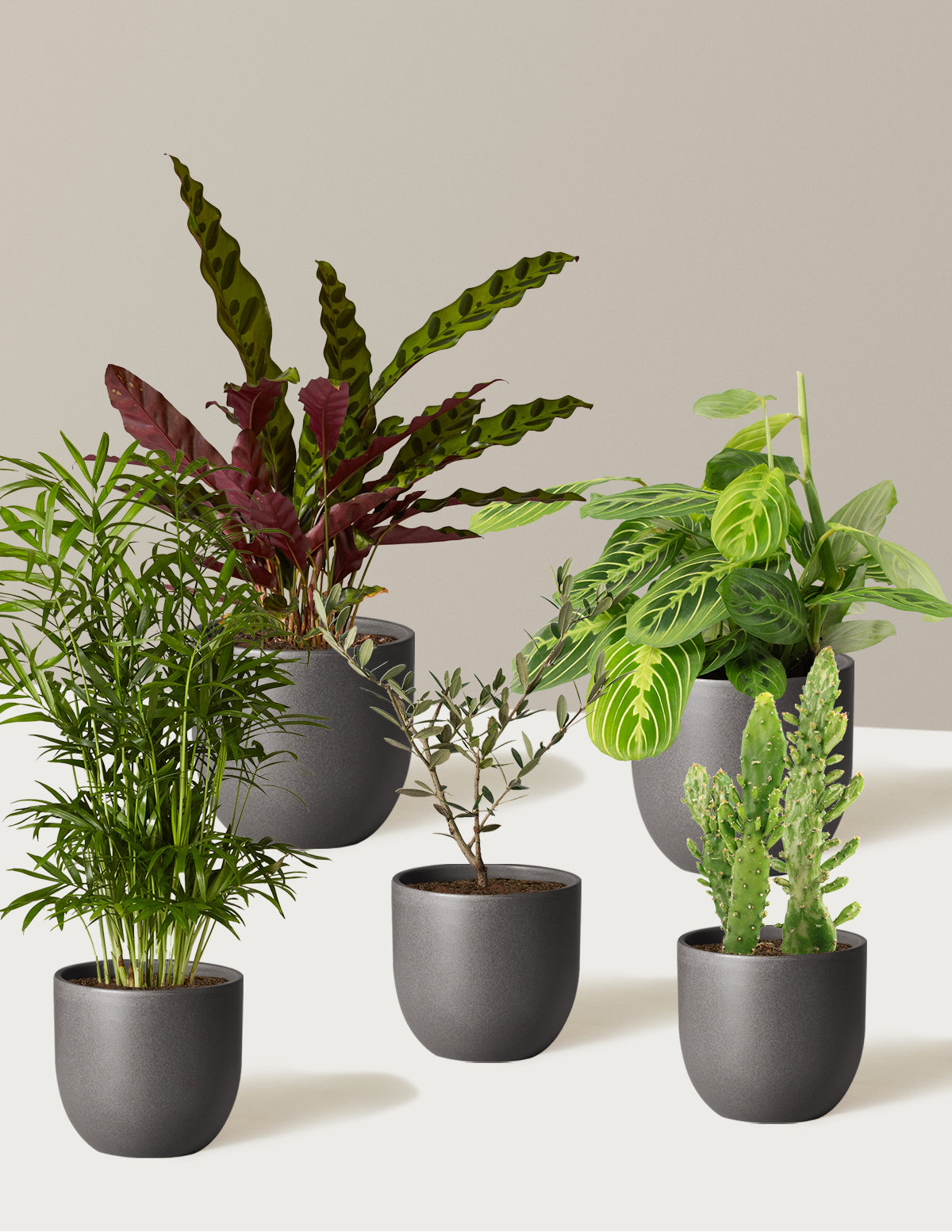 Pet-Friendly Plant Parent Set