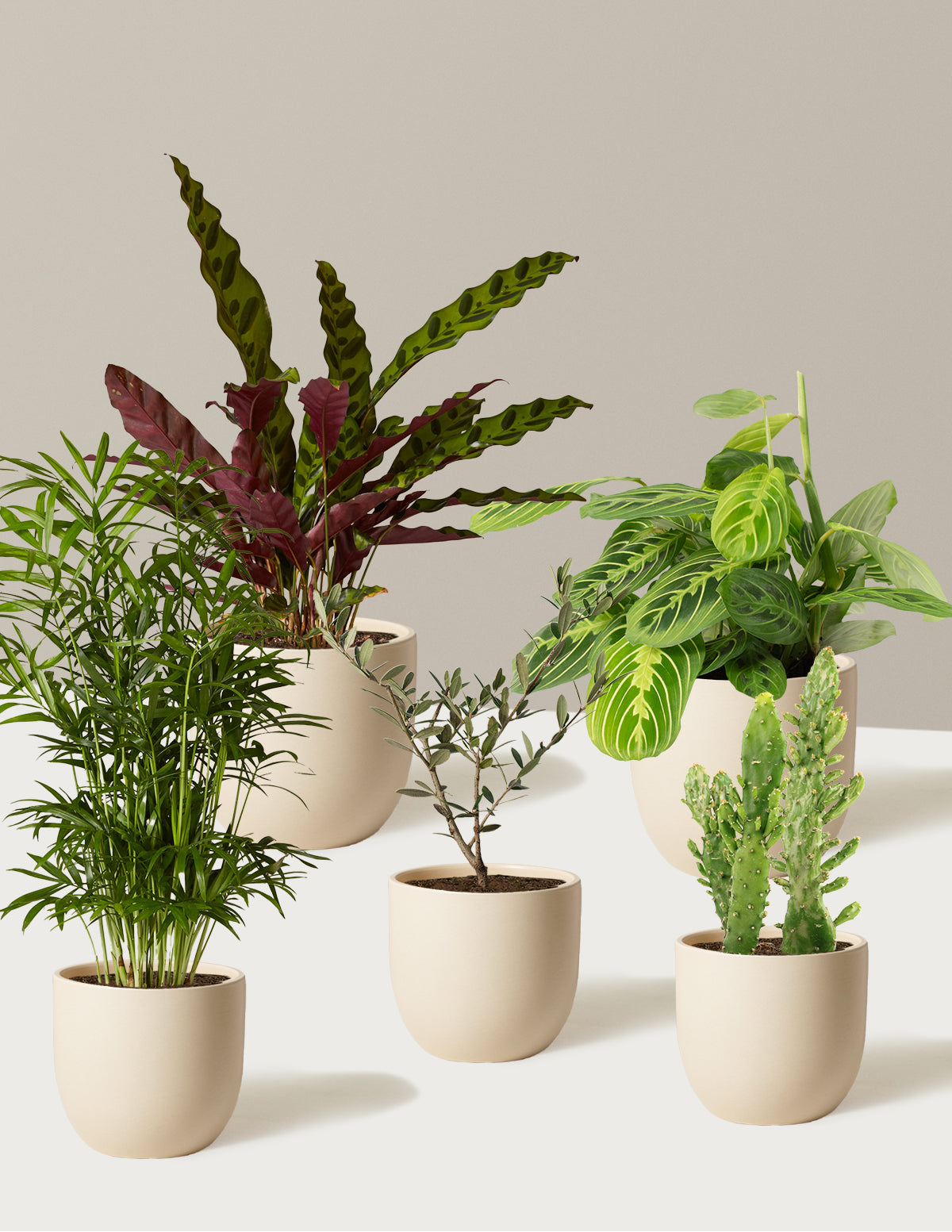 Pet-Friendly Plant Parent Set