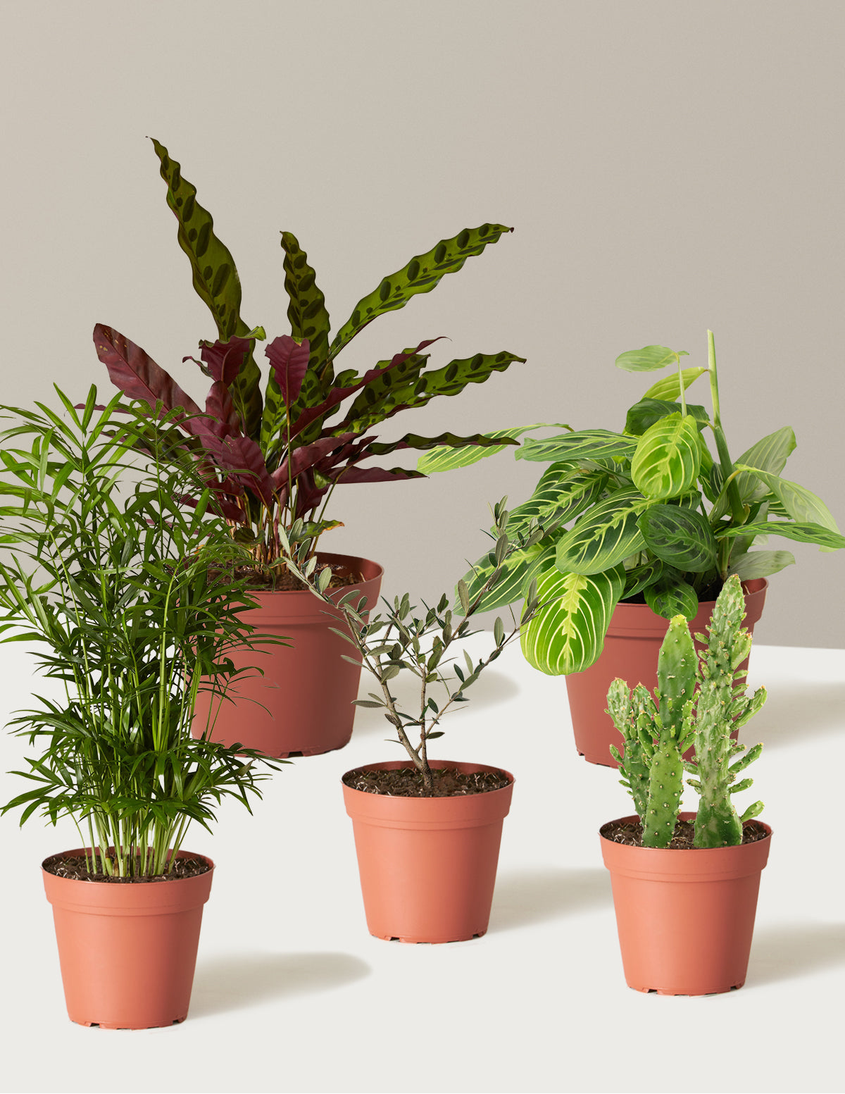 Pet-Friendly Plant Parent Set