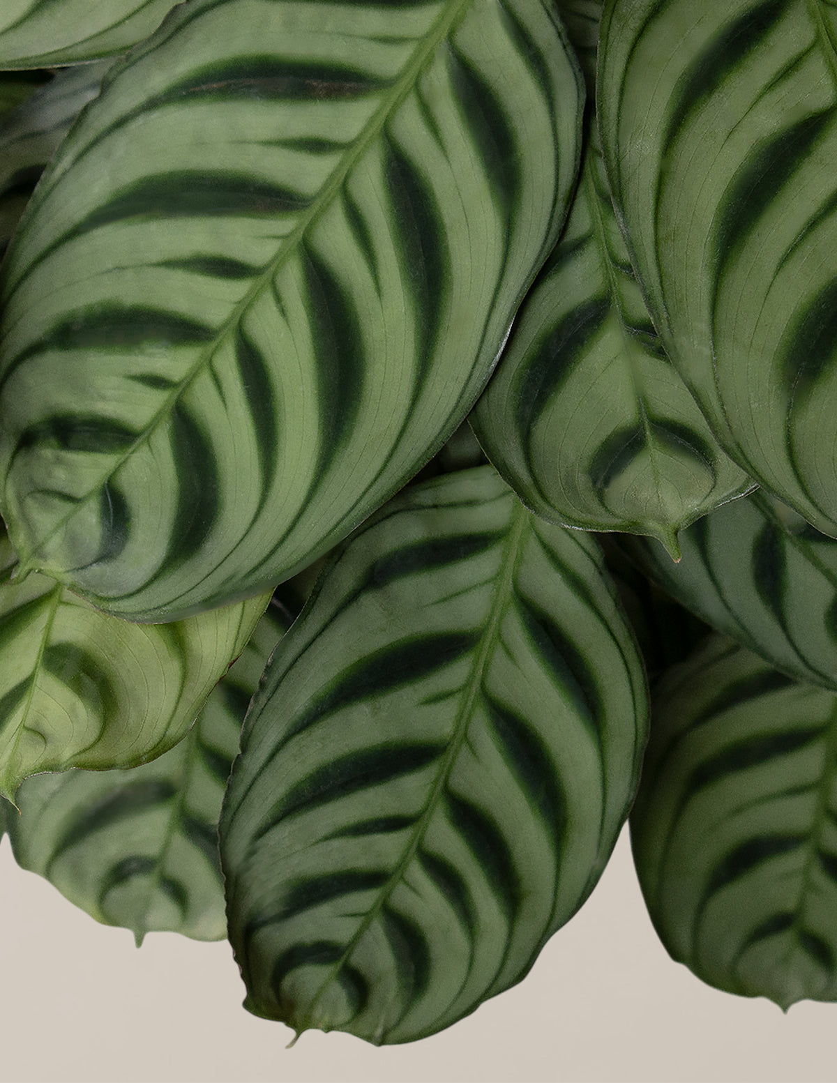 Calathea Burle Marx Hanging Basket