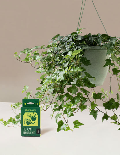 English Ivy Hanging Basket