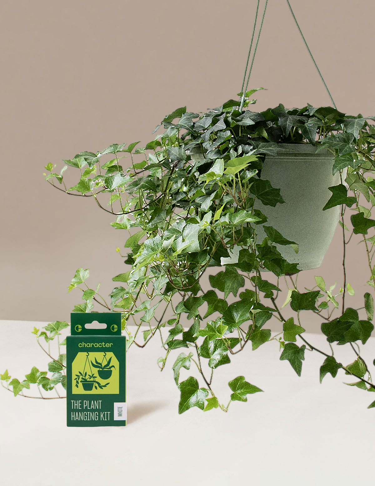 English Ivy Hanging Basket