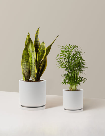 Hardy Houseplants Duo