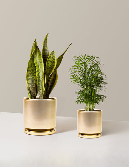 Hardy Houseplants Duo