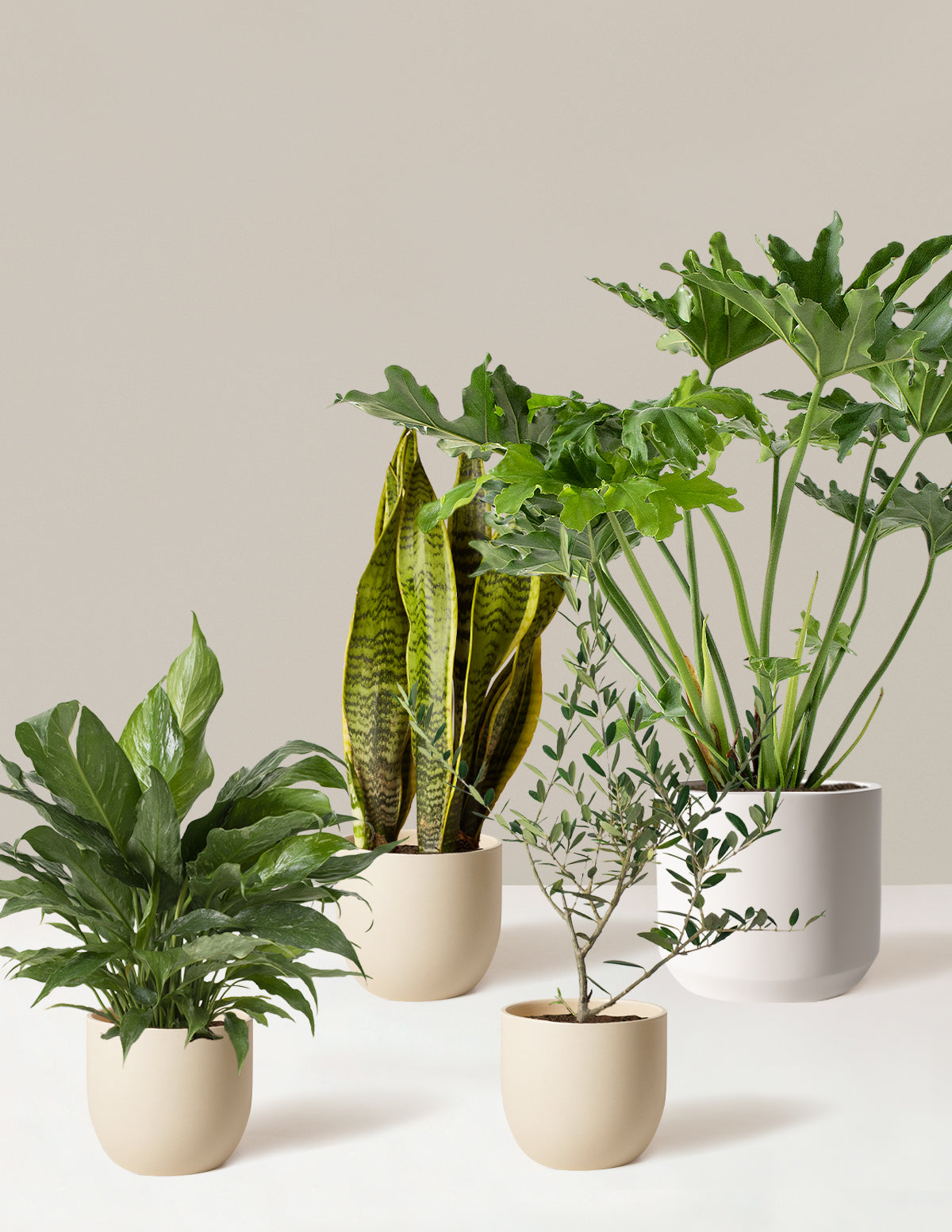 ‘Hope Garden’ Houseplant Bundle