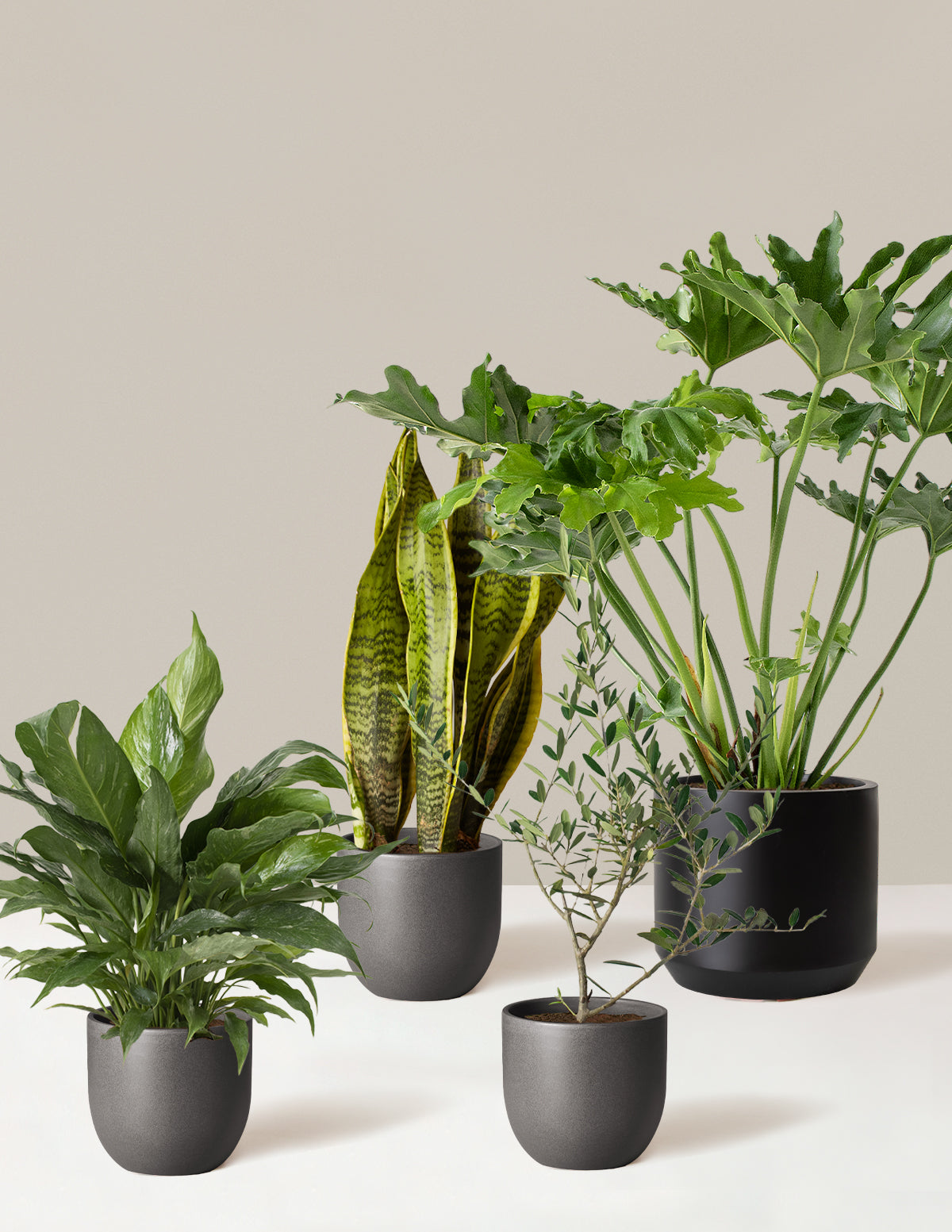 ‘Hope Garden’ Houseplant Bundle