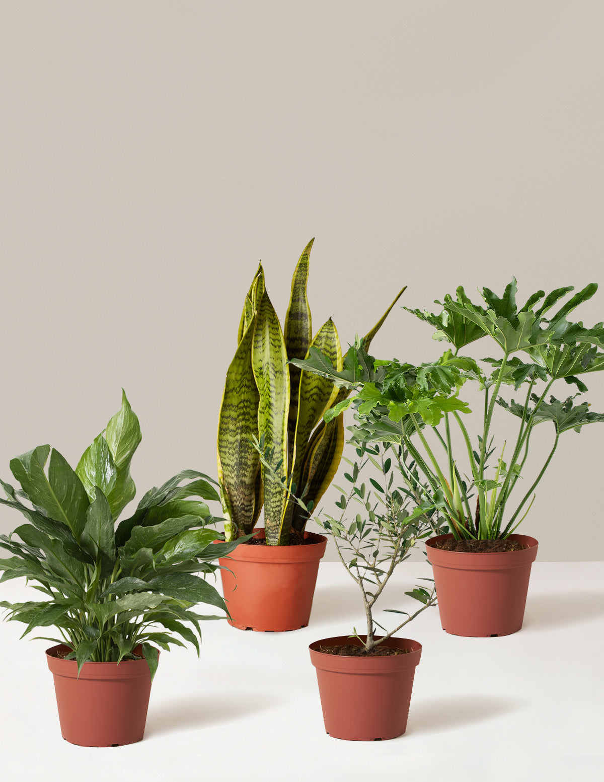 ‘Hope Garden’ Houseplant Bundle