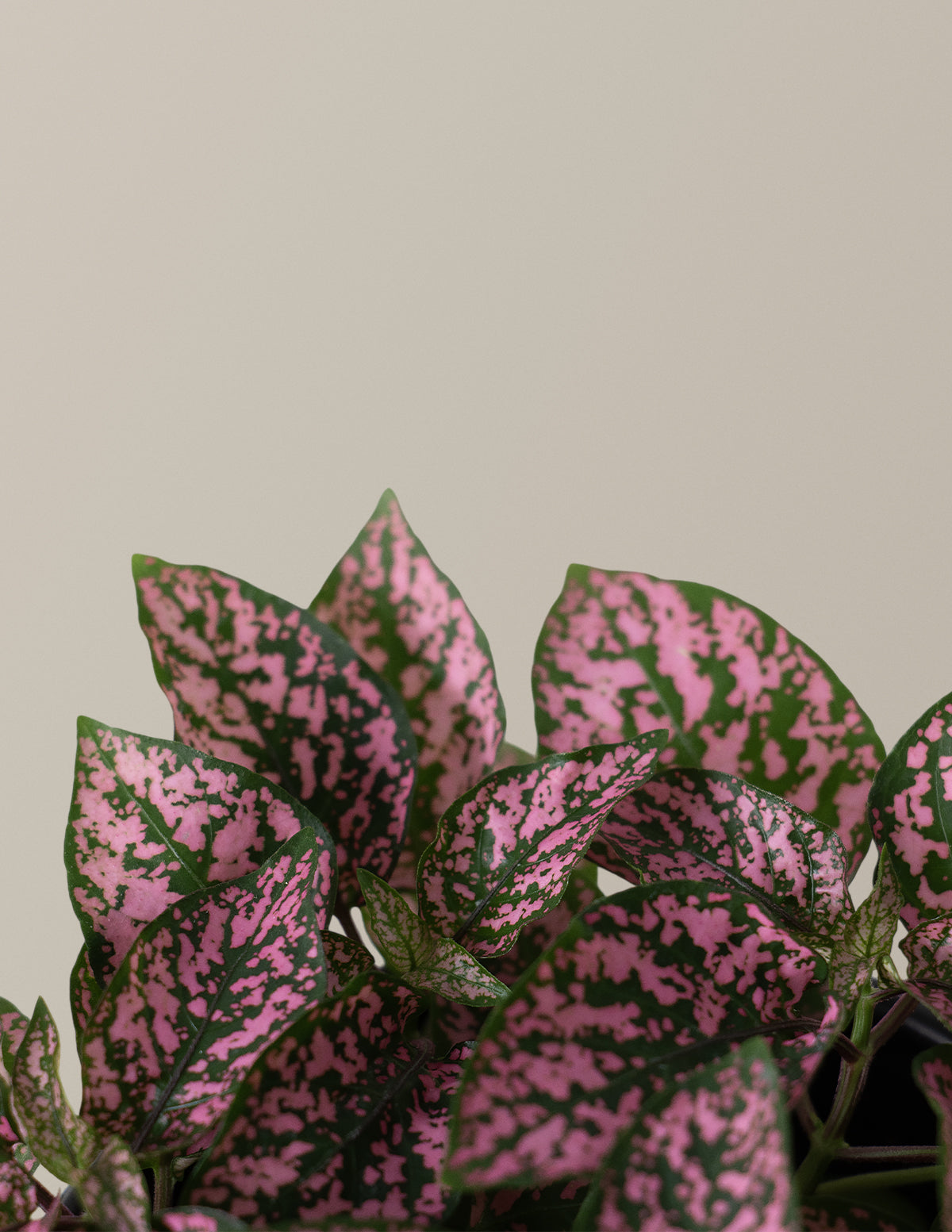 Pink Polka Dot Plant