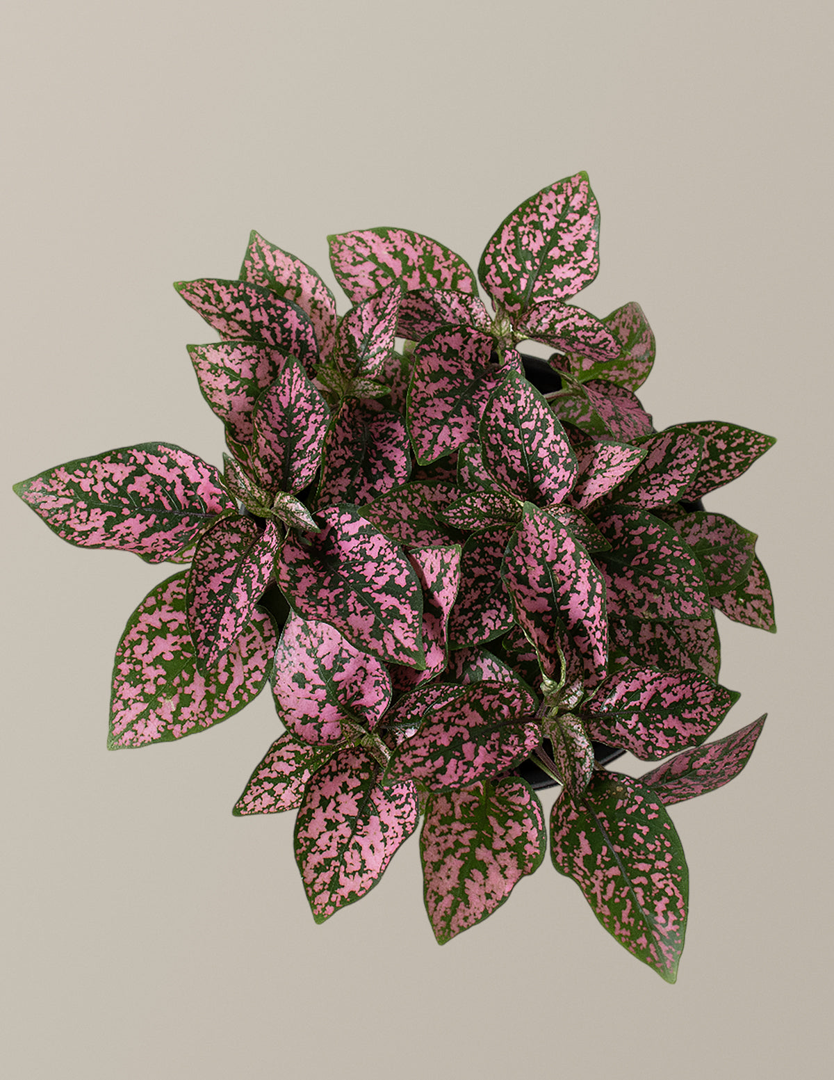 Pink Polka Dot Plant