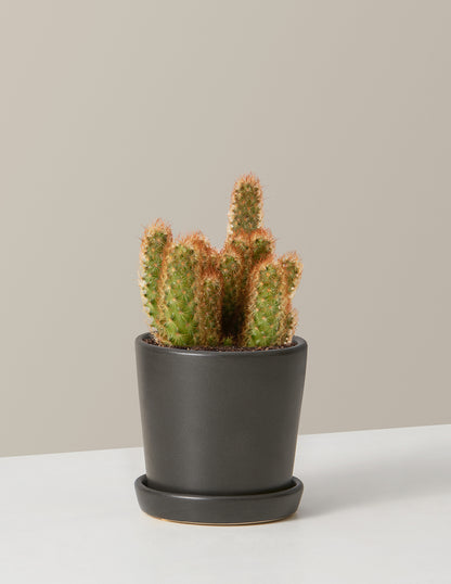 Ladyfinger Cactus