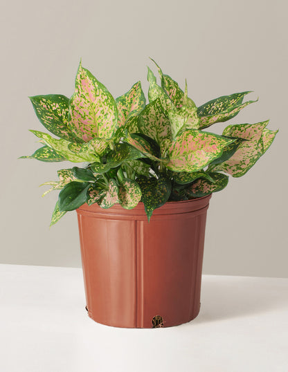 Large Aglaonema Lucky Red