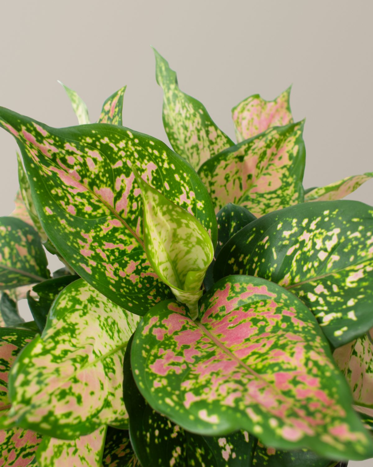 Large Aglaonema Lucky Red