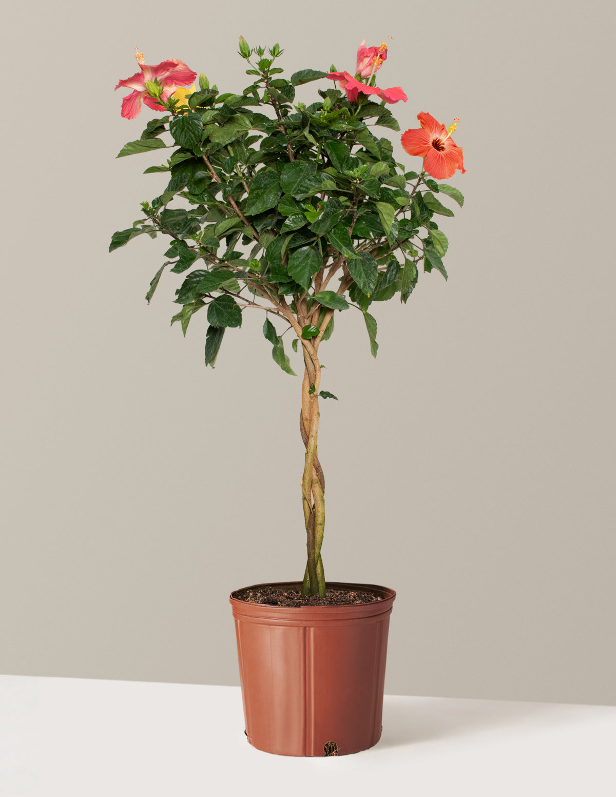 Large Braided Hibiscus | Unique Plants for Delivery | The Sill