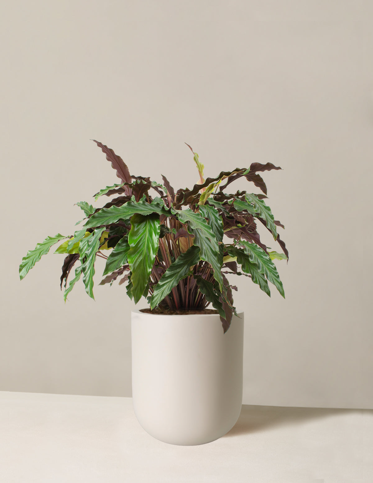 Large Calathea Wavestar