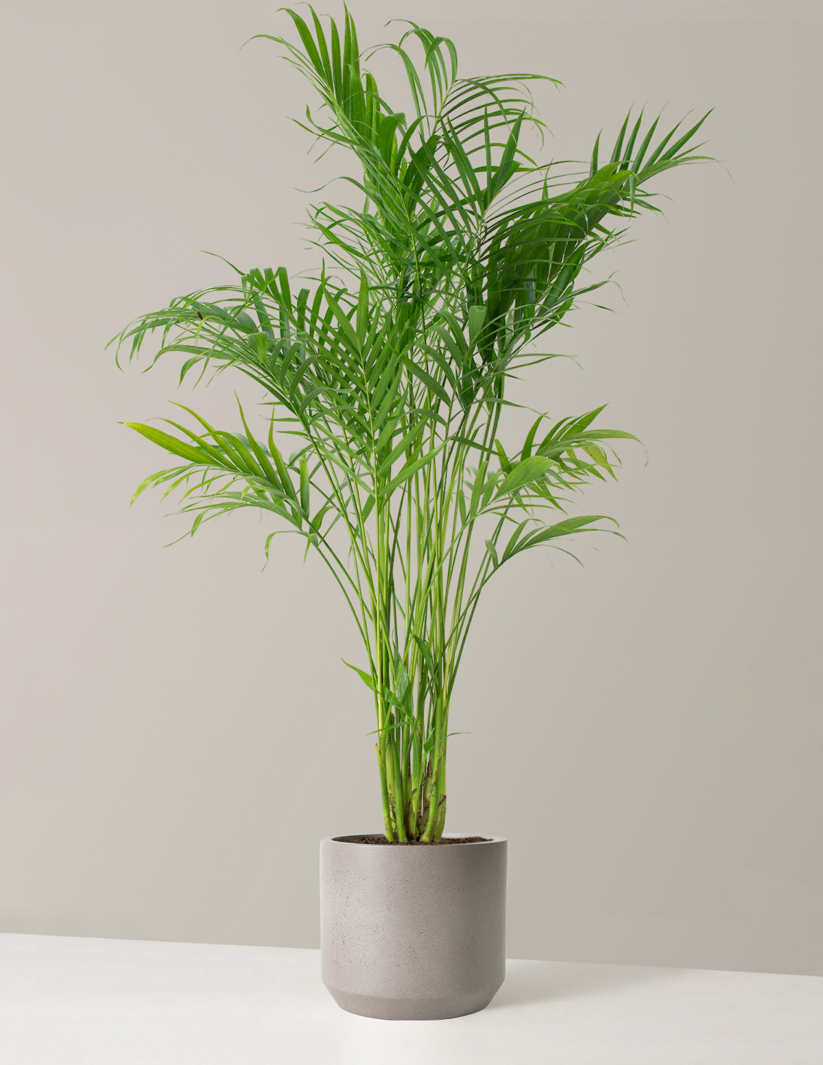 Large Cat Palm Indoor Plants Houseplants for Delivery The Sill