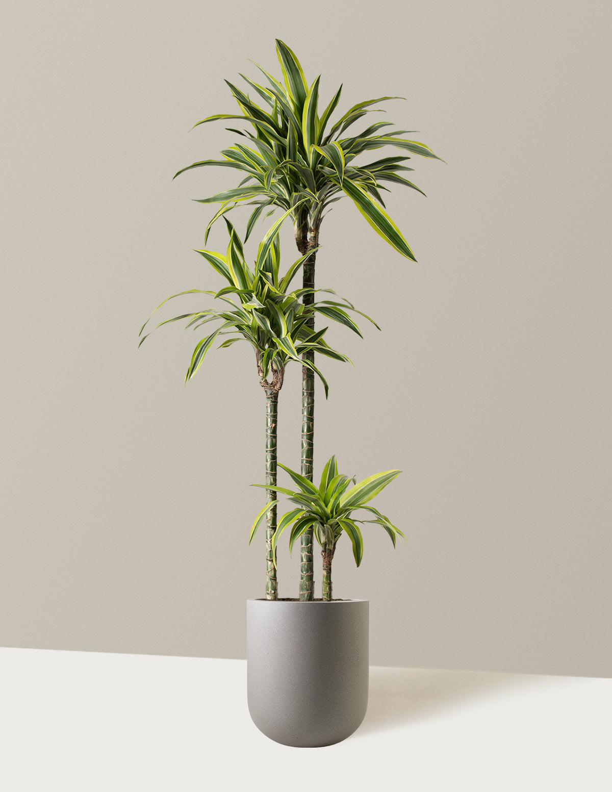 Large Dracaena Lemon Lime