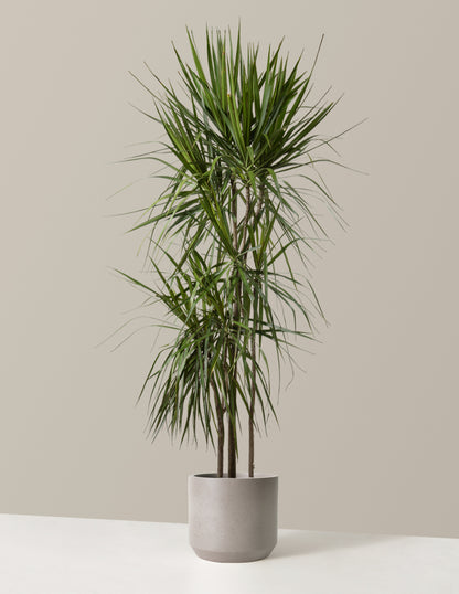 Large Dracaena Marginata Tree