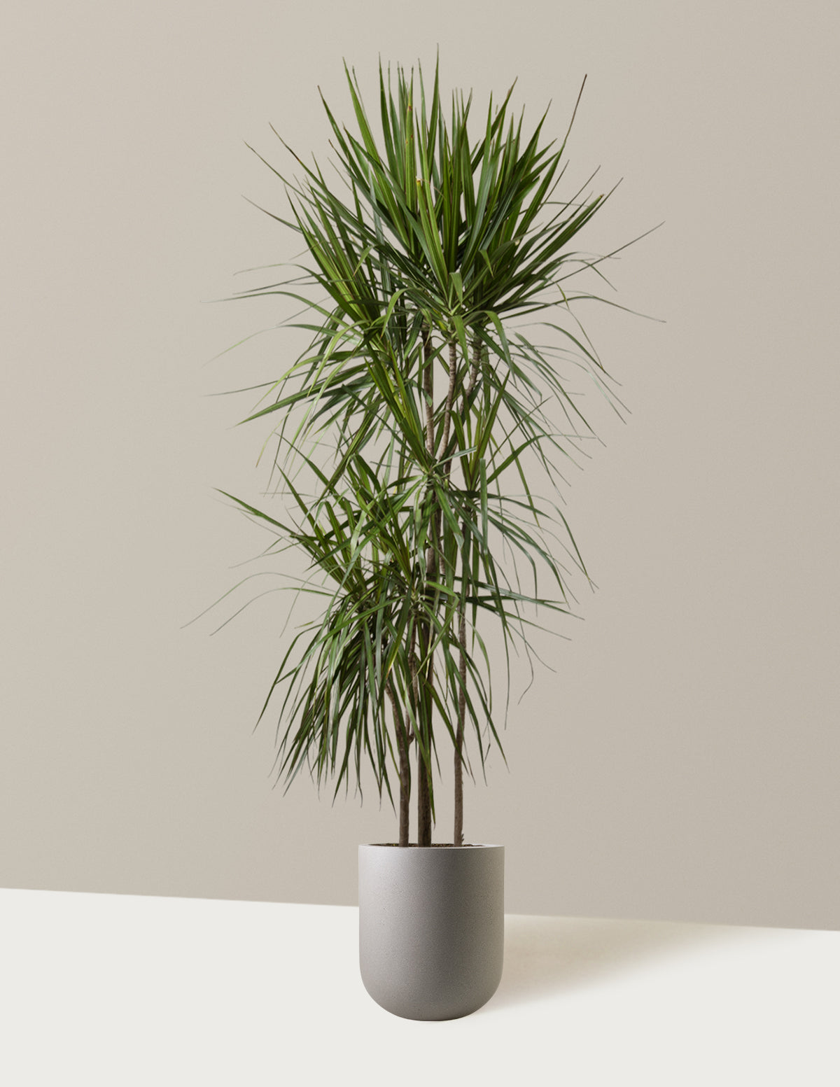 Large Dracaena Marginata Tree